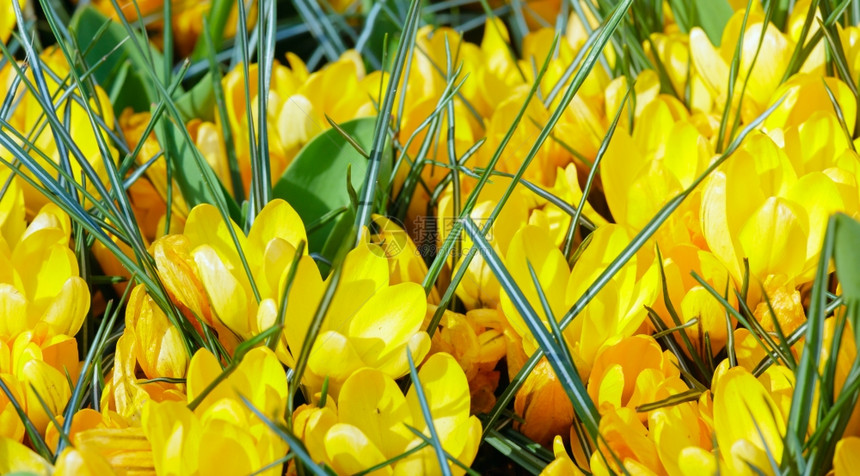 春时美丽的黄Macro自然背景图片