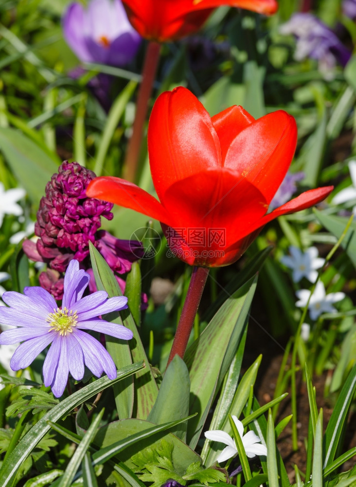 美丽的红色郁金香紫的长青和蓝花朵在春日中摘除图片