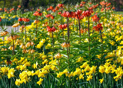 美丽的黄水仙和红花在春天公园图片