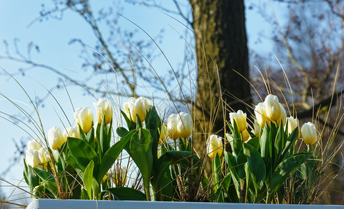 美丽的白黄郁金香在春天的图片