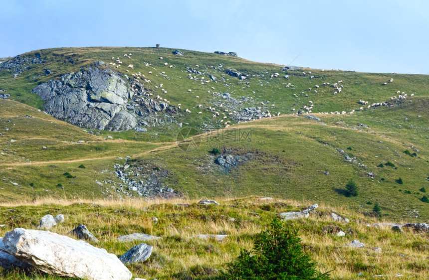 从Transalpina公路南喀尔巴阡山罗马尼亚和斜坡上羊群的夏季观察图片