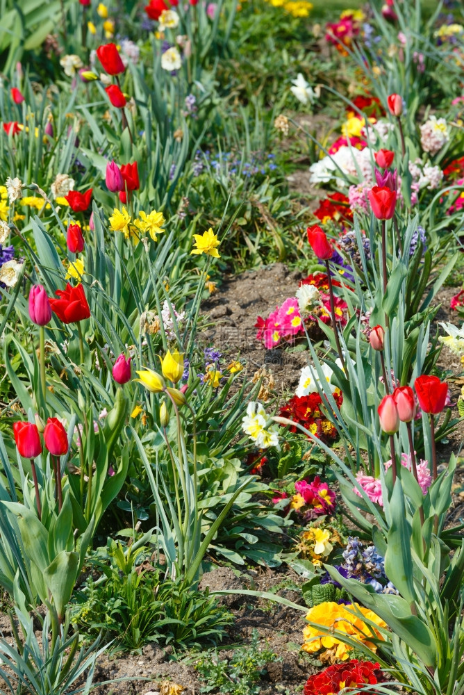 春天美丽的花房大自然多彩背景图片