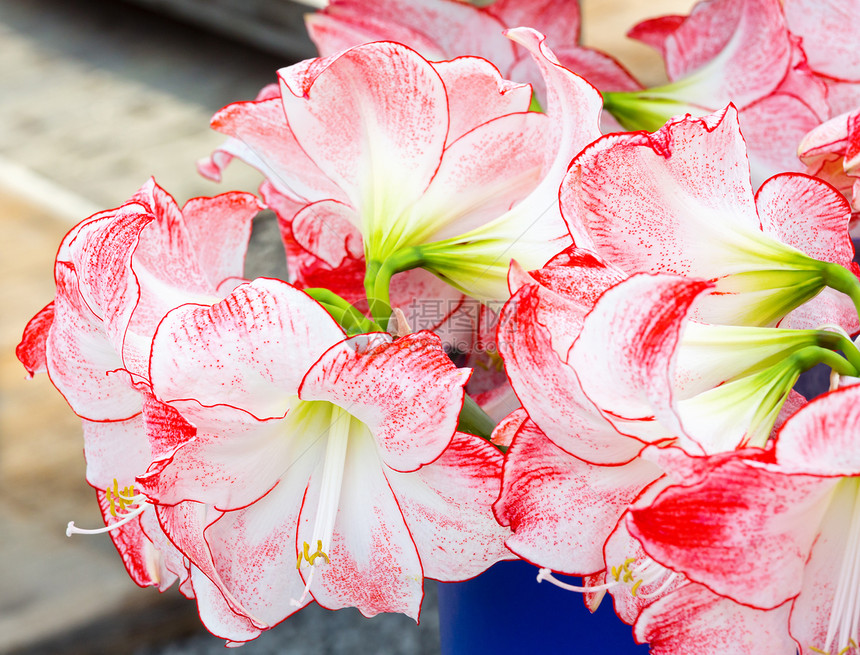 美丽的红色和白阿玛丽丝花在春天的朵中图片