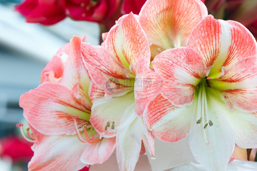 美丽的红色与白花美阿马瑞利斯Macro在春天图片