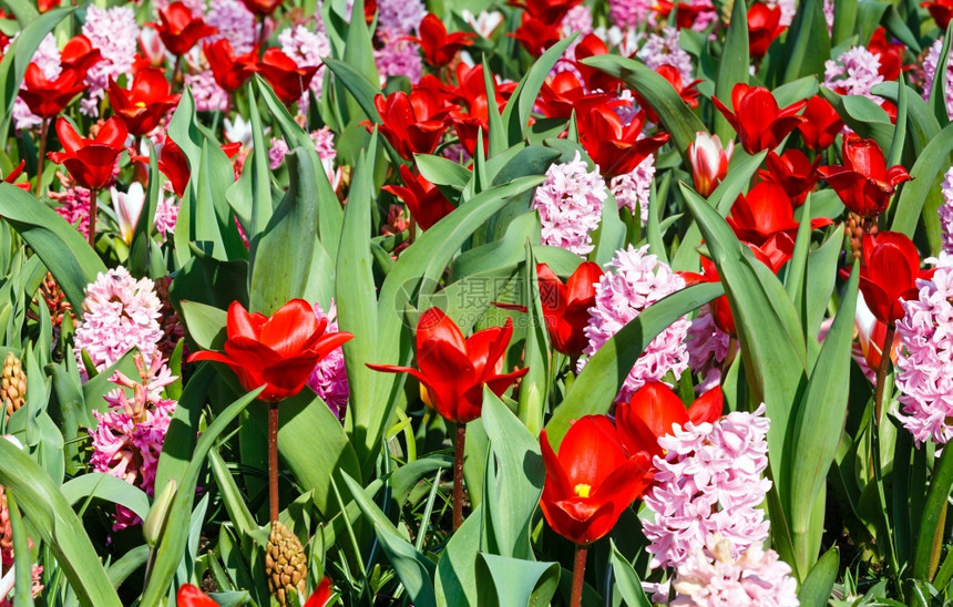 美丽的红色郁金香和粉的春光关闭自然背景图片