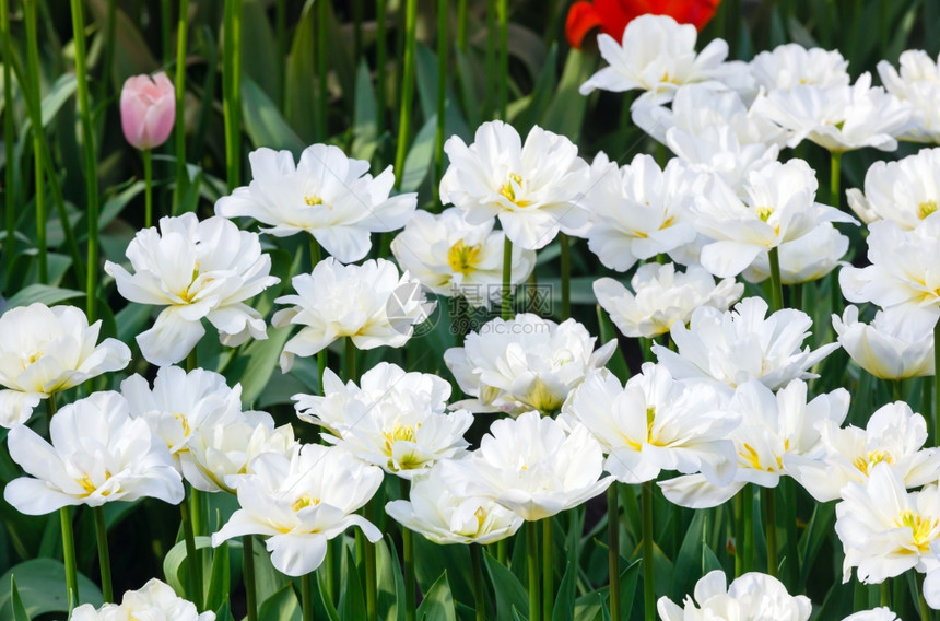 春天美丽的白色郁金香Macro图片