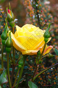 春色的黄玫瑰花朵缝合图片