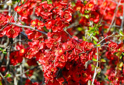 日本昆斯Cheenomeles树枝春花红自然背景背景图片