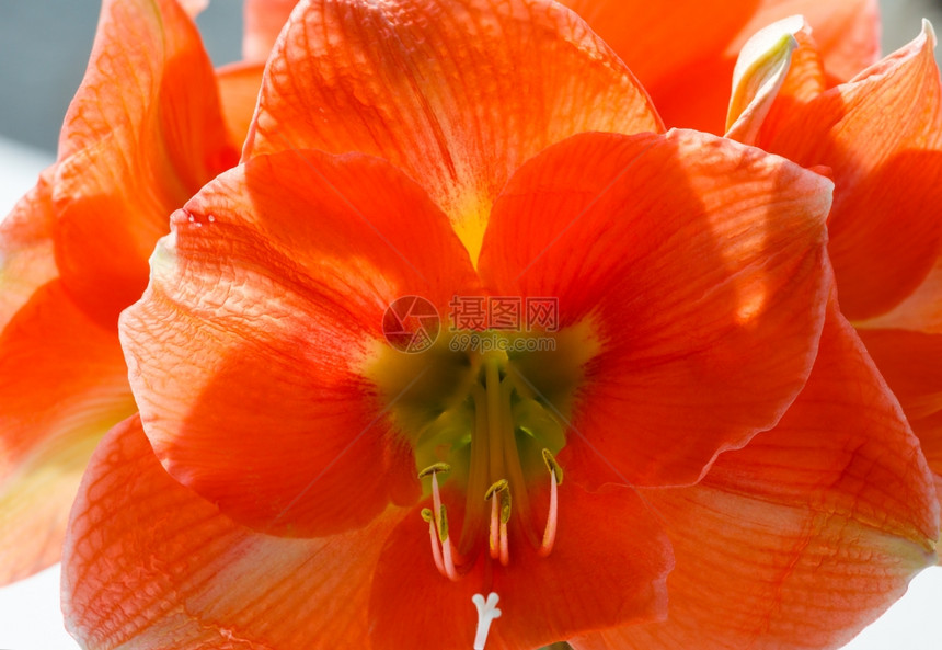 春天美的阿马瑞利斯红花Macro图片