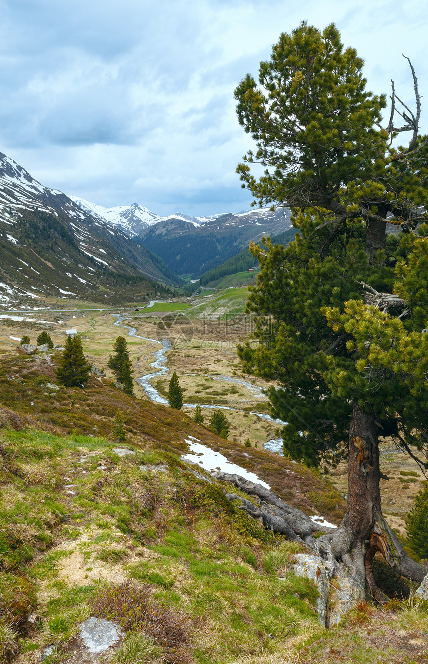 前面有松树的夏季山地景观瑞士FluelaPass图片