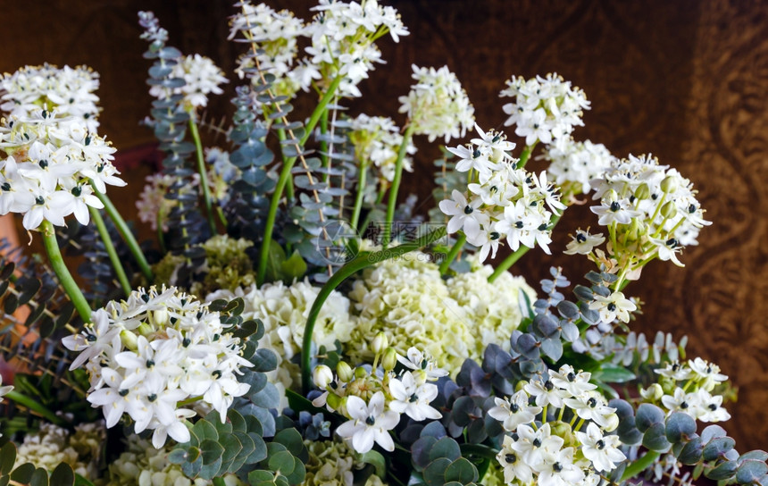 室内有小白花的奇妙植物图片