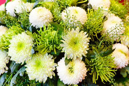 大白绿菊花盛夏奇葩背景图片