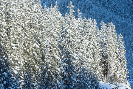 山坡上的白雪树图片