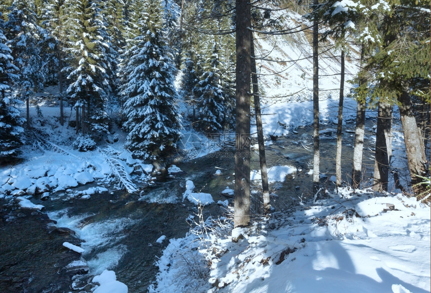 冬季河岸上有fir树图片