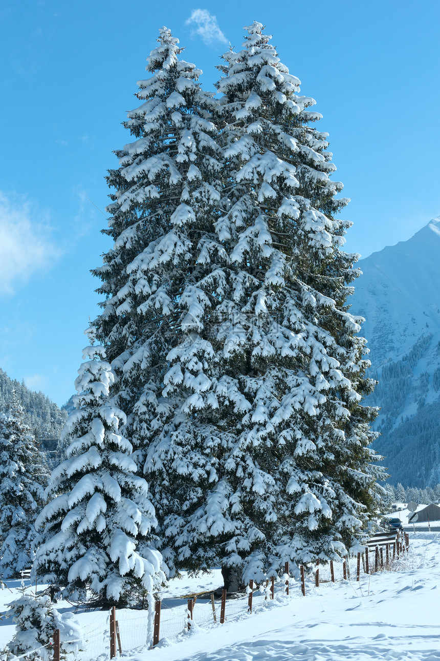 冬季山区风景有fir树海光郊区奥地利蒂罗尔图片