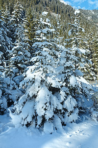 山坡上的白雪树林图片