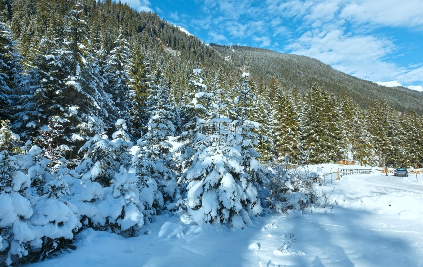 山坡上的白雪树图片