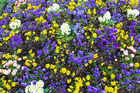 黄色和紫色三花朵和白棱柱春本底图片