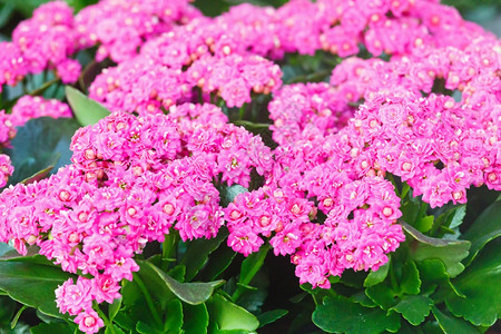 Kalanchoe植物粉红色花朵的缝合图片