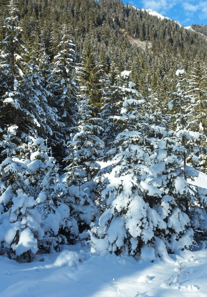 山坡上的白雪树林图片