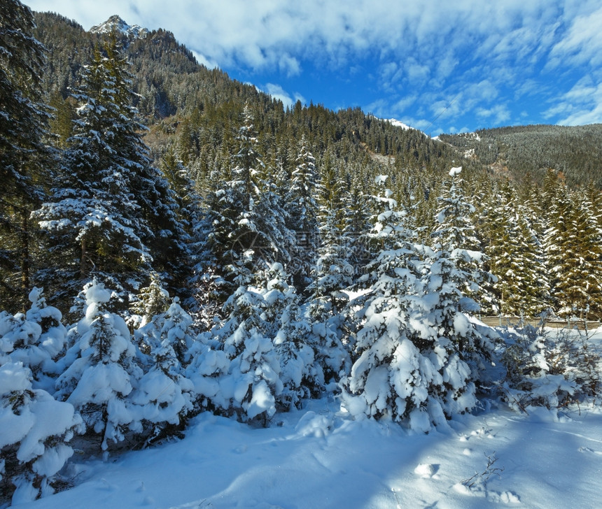 山坡上的白雪树图片