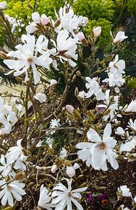 春天有白花的木兰树图片