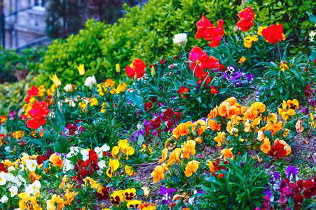 花朵和春床的红色郁金香图片