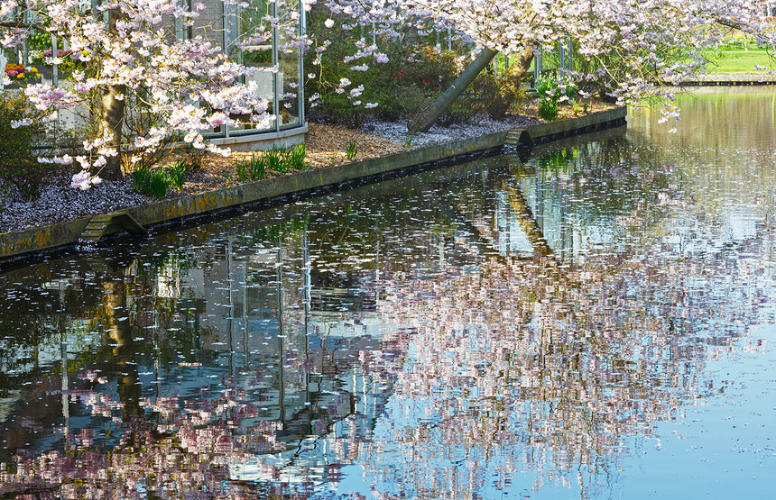 春天公园的运河旁流淌着鲜花图片