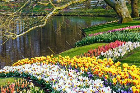 美丽的黄白色郁金香和花彩的胡萝卜在池塘附近春公园图片