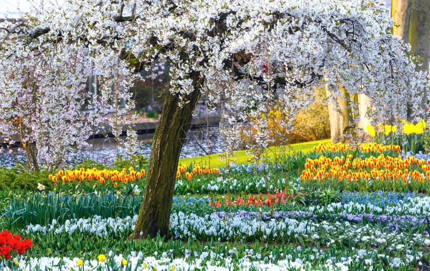 春公园中闪烁着白树多彩色郁金香黄自恋和白花栗图片