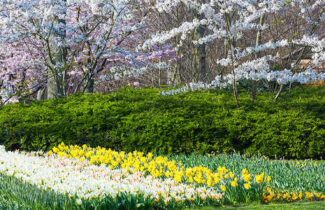 春公园的白色树郁金香和黄自恋图片