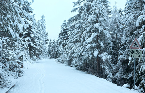 带fir树的雪山路奥地利Tirool图片