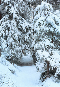 雪覆盖的迷宫森林路径图片