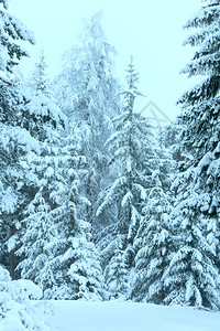 冬季森林树木有雪花奥地利图片