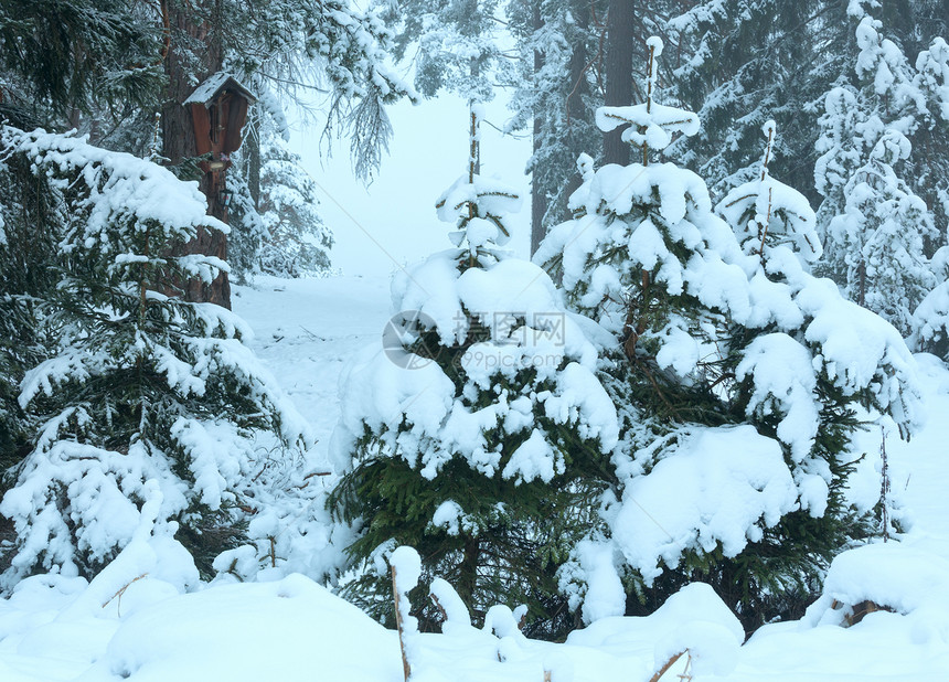 冬季森林树上有雪花基督的在树干上奥地利图片