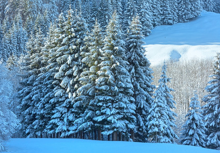 皆伐山坡上有雪的森林奥地利巴伐亚的冬季山地景观背景