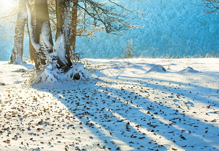 10月山丘林的阳光下第一次冬季雪和去年秋叶图片