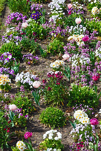 花朵白色郁金香紫维奥拉色三花朵白棱柱图片