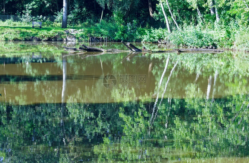 夏季湖水面有树木反射图片