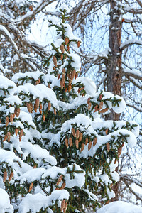 树上长着雪花圆锥图片