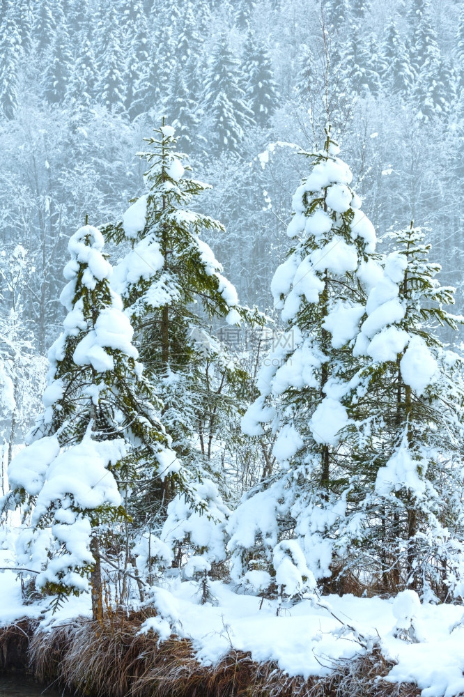 山脚边的白雪树图片