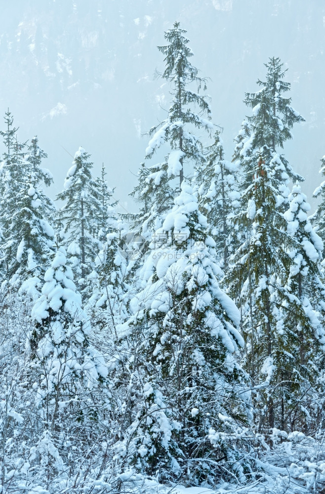 白雪树冬天气多云图片