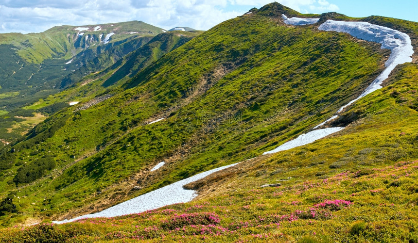 夏季山坡上的粉红多登花喀尔巴阡乌克兰图片