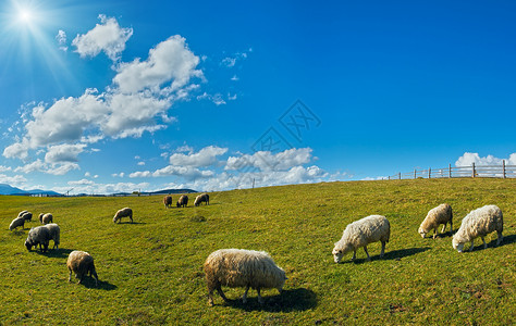 高山草原上的羊群图片