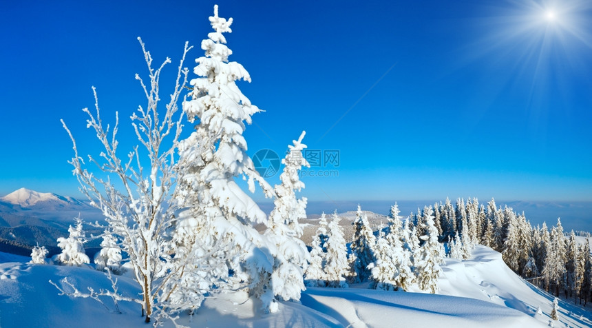 上午清晨冬季平静的山地景观斜坡上有fir树喀尔巴阡山乌克兰图片