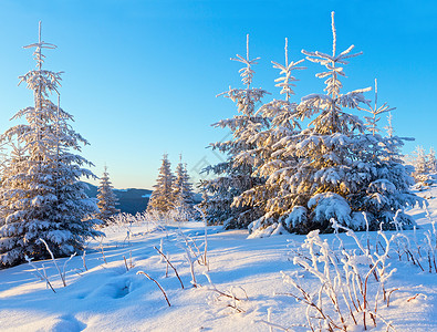 寒冬山风景日光下雪覆盖了月树图片