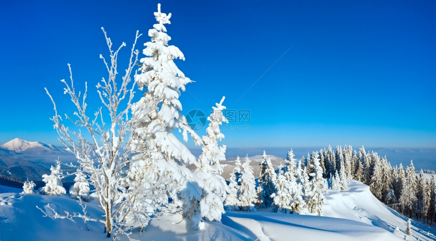 上午清晨冬季平静的山地景观斜坡上有fir树喀尔巴阡山乌克兰图片