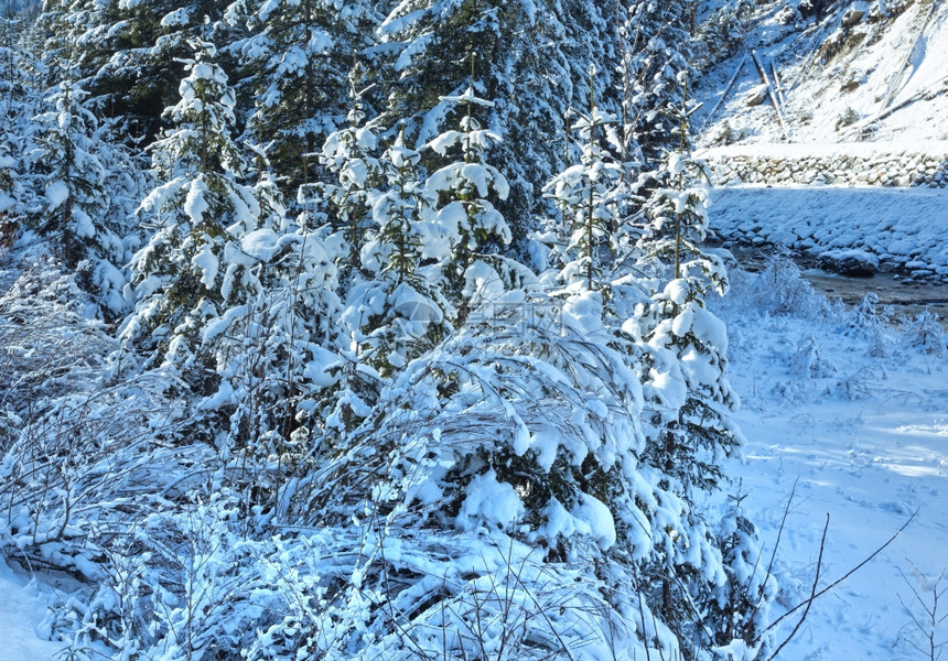 冬雪灌木树和小溪图片