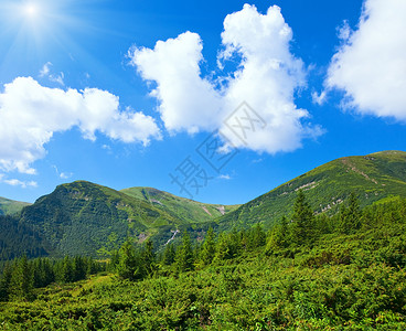 带锥林的夏季山景图片