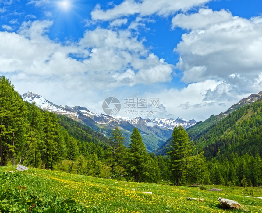 夏季山坡上的黄花朵瑞士阿尔卑斯山图片